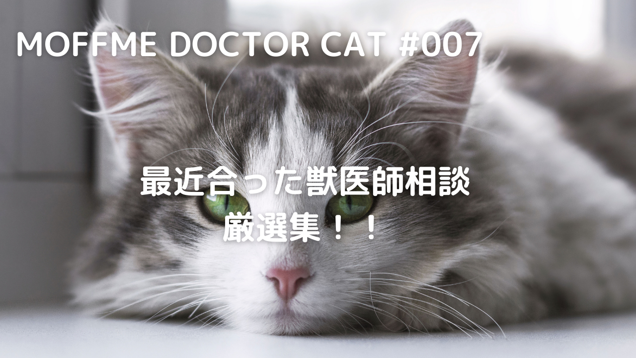 【MOFFME DOCTOR CAT】急に下痢してしまいました、、どうすればよいですか？のサムネイル画像